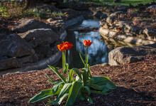 View Of Two Red Tulips With A Small Stream In Background