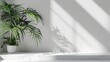 Palm tree on pot with lush leaves on floor near white wall. Copy space for add text