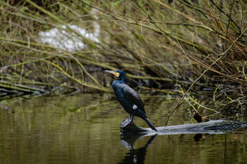 Wall Mural - cormorant