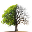 Large tree with green leaves isolated on a white or transparent background. Half tree with green leaves, half tree without leaves, spring or summer. The concept of changing seasons.
