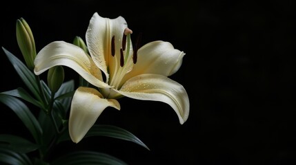 Wall Mural - Funeral lily on dark background with space for text, conveying a serene ambiance