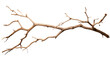 A solitary tree branch whispers of past seasons, stripped bare of leaves, standing as a testament to the passage of time