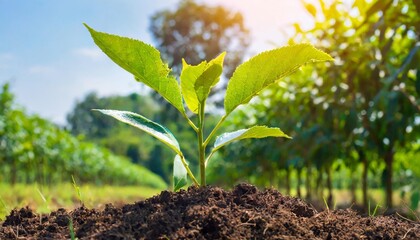 Wall Mural - growing green trees in the field of agricultural science technology