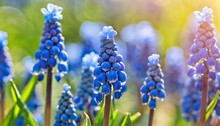 Blue Buds Flowers Muscari Armeniacum Or Grape Hyacinth