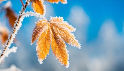 Wall Mural - beautiful winter background with a leaf covered with hoarfrost in nature in the snow