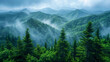 Pine tree forest in the mountain mist