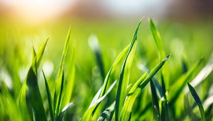 Wall Mural - spring green grass and blurred background