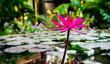Fantastic Pink Of Water Lily  In  Goa (or Karnataka Or Kerala)