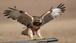A Hawk With Its Wings Folded Back Preparing To Ta Upscaled 8
