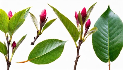 Wall Mural - set with beautiful branches leaves and flower buds on white background