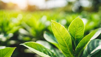 Wall Mural - close up of nature view green leaf on blurred greenery background under sunlight with bokeh and copy space using as background natural plants landscape ecology cover concept