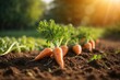 Carrots grow in the field or farm with sunlight, agriculture, farming and harvesting concept