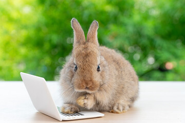 Canvas Print - Newborn tiny rabbit furry bunny small laptop online sitting on bokeh green background. Lovely baby rabbit cleaning body sitting with laptop on wooden natural background. Easter fluffy pet technology.