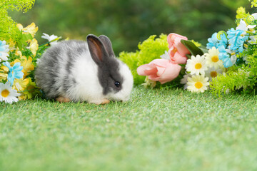 Canvas Print - Lovely rabbit ears bunny cleaning leg paw on green grass with flowers over spring time nature background. Little baby rabbit white grey  bunny curiosity clean paw sitting on meadow summer background.