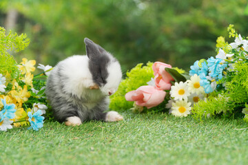 Wall Mural - Lovely rabbit ears bunny standing leg paw on green grass with flowers over spring time nature background. Little baby rabbit white grey  bunny curiosity clean paw standing on meadow summer background.