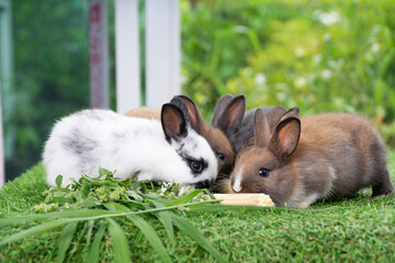 Wall Mural - Group of adorable rabbit furry bunny hungry eating organic fresh baby corn sitting together green grass over bokeh nature background. Family baby rabbit brown bunny eating baby corn. Easter animal pet