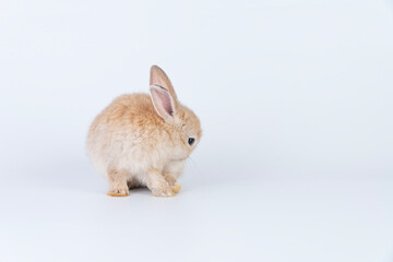 Cuddly rabbit fluffy bunny cleaning body paw sitting over isolated white background. Adorable little bunny brown tail rabbit furry clean body legs with copy space. Symbol festive easter exotic pet.