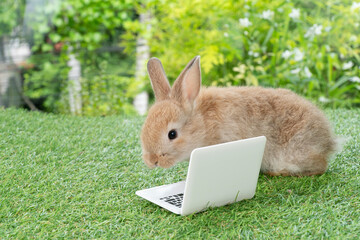 Wall Mural - Adorable baby rabbit bunny with small laptop sitting on the green grass. Lovely infant rabbit brown bunny looking at notebook screen on lawn natural background. Easter fluffy animal pet concept.