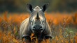 A baby rhinoceros standing alert in a field of tall grass, with a focused gaze and ears perked up
