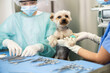 In veterinary clinic, woman doctor and guy assistant intern inspect Yorkshire terrier paw injury. Concept of highly qualified round--clock veterinary care for pets.
