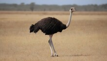 An Ostrich Strutting Confidently Across The Savann Upscaled 4