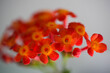 Small orange flowers