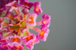 small pink flowers, Lantana montevidensis