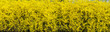 yellow background. panoramic view of forsythia flowers . 