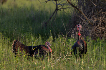 Wall Mural - wild turkey (meleagris sp.)