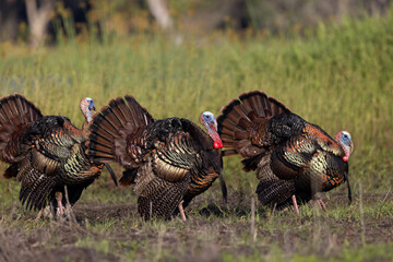 Wall Mural - wild turkey (meleagris sp.)