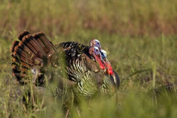 Wall Mural - wild turkey (meleagris sp.)
