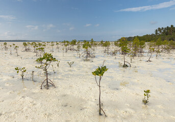 Wall Mural - Young mangrove trees forest planted as an environmental conservation project at the coast of tropical island in Kei islands, Tual, Maluku