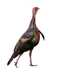 A wild turkey (Meleagris sp.) photographed by me in Florida and then isolated on a transparent background. Transparent clip art / PNG asset for your graphic projects.