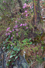 Wall Mural - Rhododendron dauricum bushes with flowers (popular names bagulnik; maralnik) with bokeh background of forest.