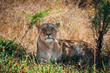 Lioness (female lion) at Botlierskop Private Game Reserve, Mossel Bay, South Africa