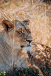 Female lion at Botlierskop Private Game Reserve, Mossel Bay, South Africa