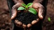 A pair of hands holding soil with a small plant, symbolizing the roots of health in a clean environment