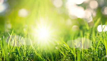 Wall Mural - natural grass background with blurred bokeh and sun