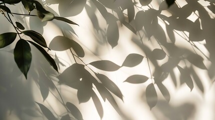 Poster - Leaf shadow and light on wall blur background Nature tropical leaves tree branch shade with sunlight on white wall texture for background wallpaper and design : Generative AI