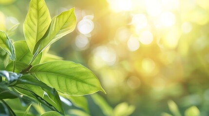 Leinwandbilder - Concept nature view of green leaf on blurred greenery background in garden and sunlight with copy space using as background natural green plants landscape ecology fresh wallpaper : Generative AI