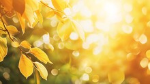 Sunlight Through Leaves On Tree Image Blur Bokeh Background Background Yellow Blur Beautiful Is The Bokeh Effect Nature Color Autumn Time Fall  Season : Generative AI