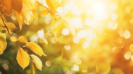 Aufkleber - sunlight through leaves on tree image blur bokeh background Background yellow blur beautiful is the bokeh effect nature color autumn time fall  season : Generative AI