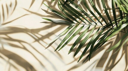 Aufkleber - Abstract background of shadows palm leaves on a sand color wall Summer beach concept with palm tree leaf : Generative AI