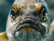 A Close Up Detailed Photo of a Fish's Face