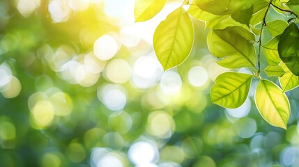 Aufkleber - Bokeh of vivid leaves of trees in sunlight Natural green background Blurred rich greenery with copy space Abstract texture of defocused lush foliage in sunny day Backdrop of scenic nat : Generative AI