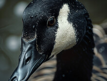 A Close Up Detailed Photo Of A Goose's Face