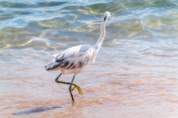 Canvas Print - White Western Reef Heron (Egretta gularis) at Sharm el-Sheikh beach, Sinai, Egypt