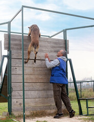 Sticker - training of belgian shepherd