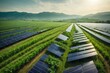 solar panel generation with green farming. Alternative source of electricity. Solar farm.