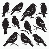 Fototapeta Dinusie - Beautiful vector birds black silhouette 